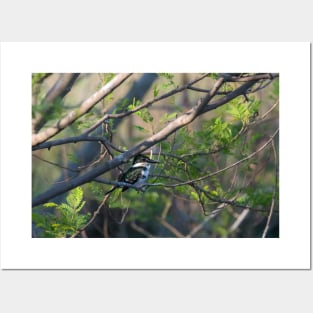 Green Kingfisher Perched in Different Tree Posters and Art
